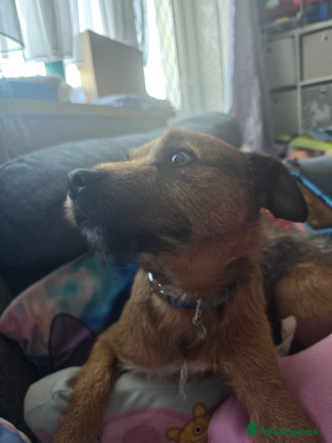 Patterdale Terrier dogs for sale: Adult dog - Image 4