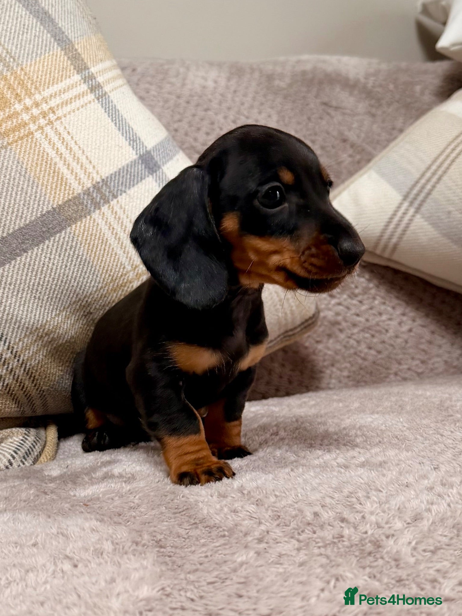 Miniature Dachshund dogs True to type miniature smooth dachshund puppies - Advert 1