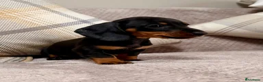 Miniature Dachshund 3