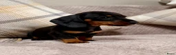 Miniature Dachshund dogs for sale: True to type miniature smooth dachshund puppies - Advert 13