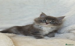 Maine Coon cats for stud: PROVEN/DNA CLEAR GCCF/TICA KING-SIZE STUD  in Dunfermline - Image 8