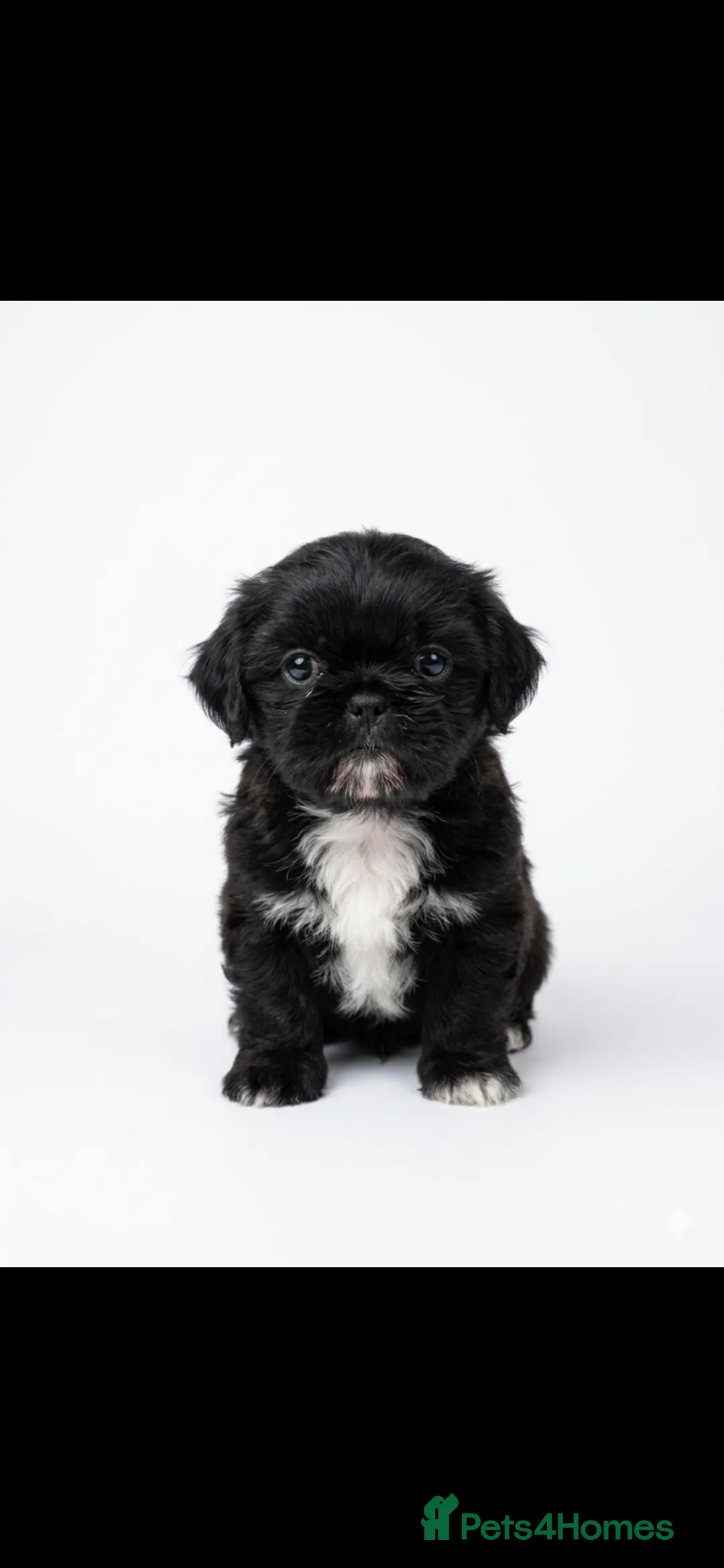 Mixed Breed dogs for sale: 2 Shih Tzu x pug puppies for sale  in Manchester - Advert 5