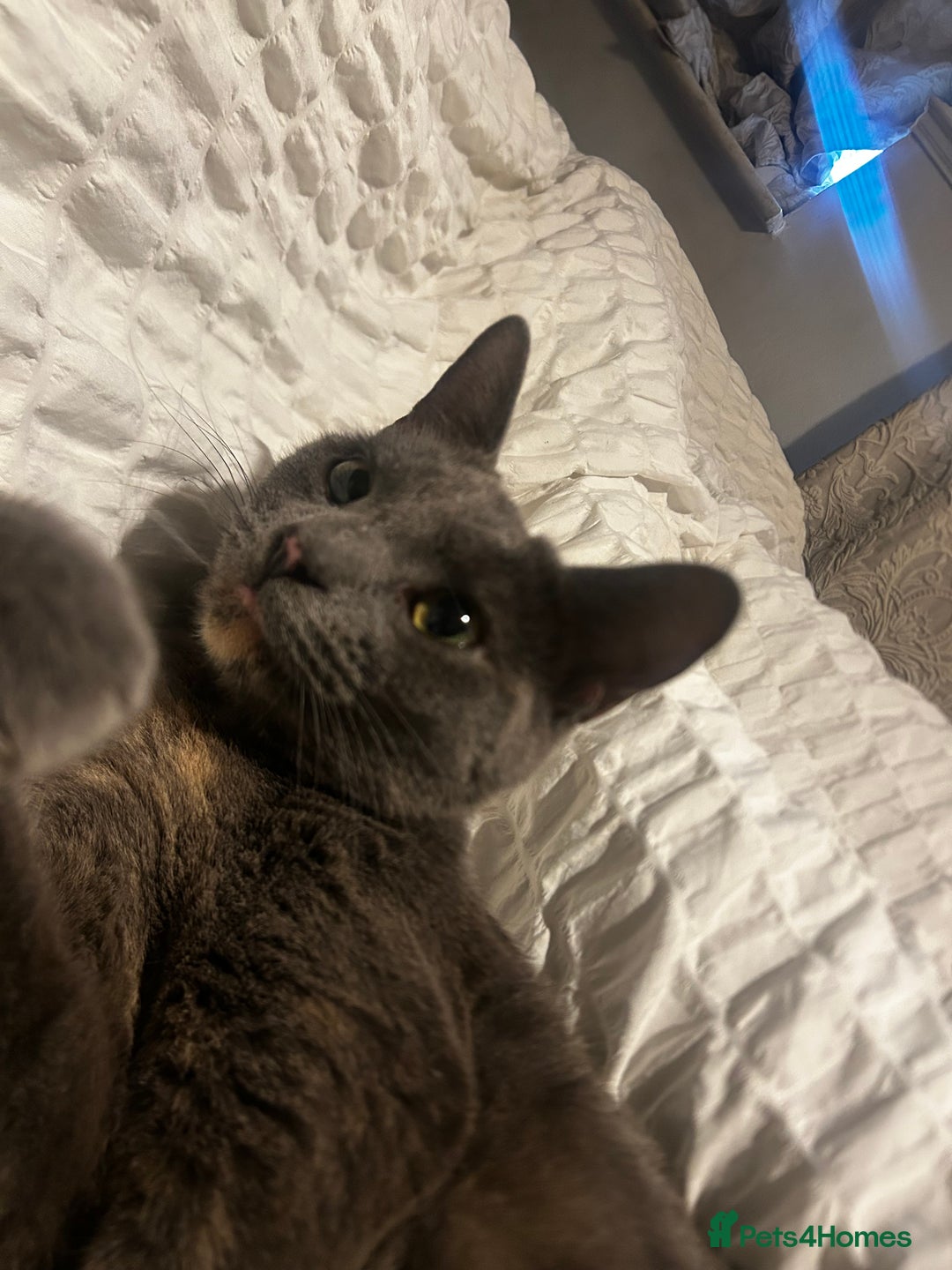 Russian Blue cats for sale: Beautiful Mixed Russian blue kittens  - Advert 1