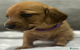 Miniature Dachshund dogs for sale: Beautiful KC Reg Miniature Dachshund Puppies - Image 7