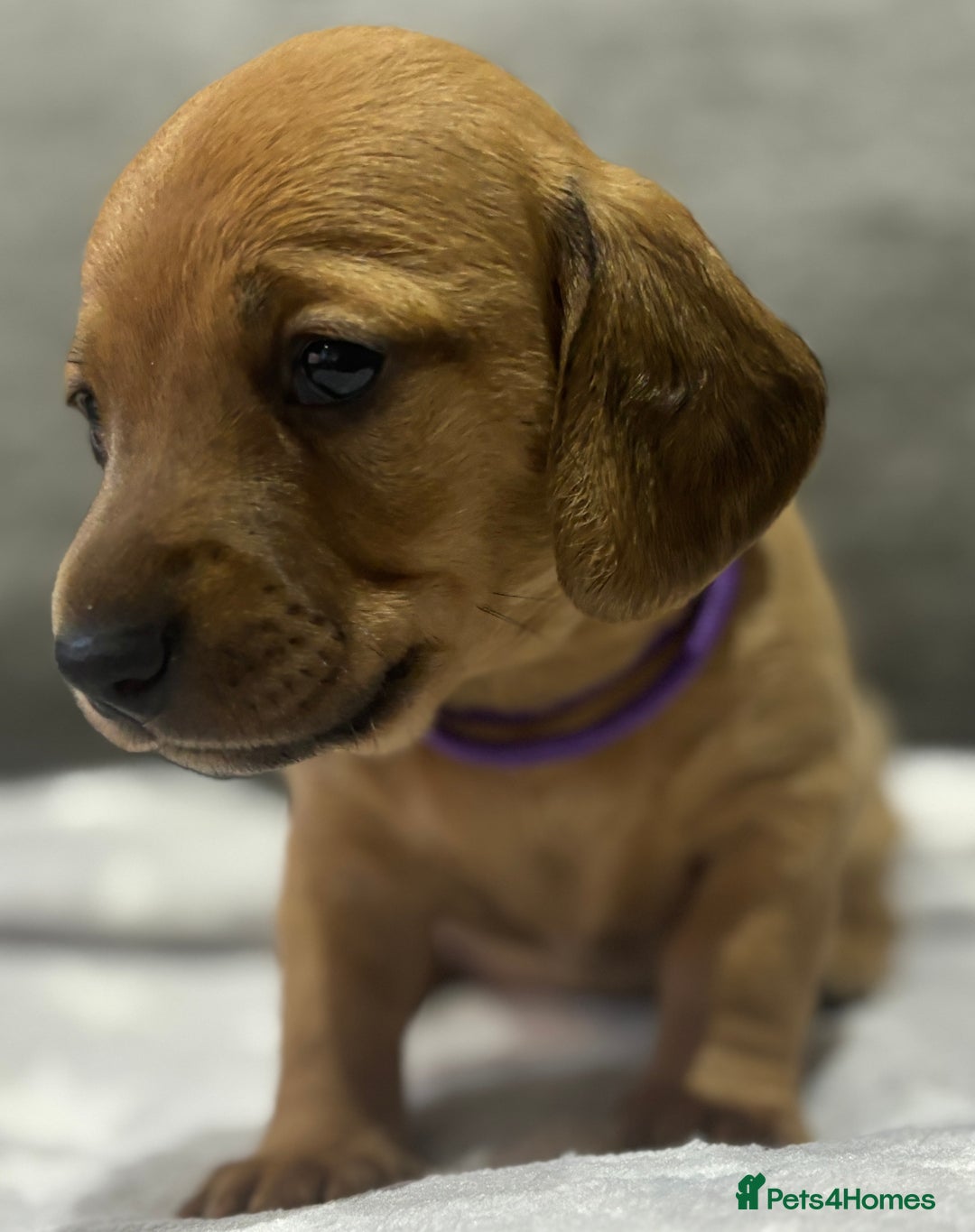 Miniature Dachshund dogs for sale: Beautiful KC Reg Miniature Dachshund Puppies - Image 7