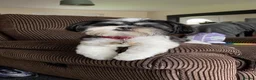 Lhasa Apso dogs for sale: Female Lhasa Apso Puppy  - Advert 16