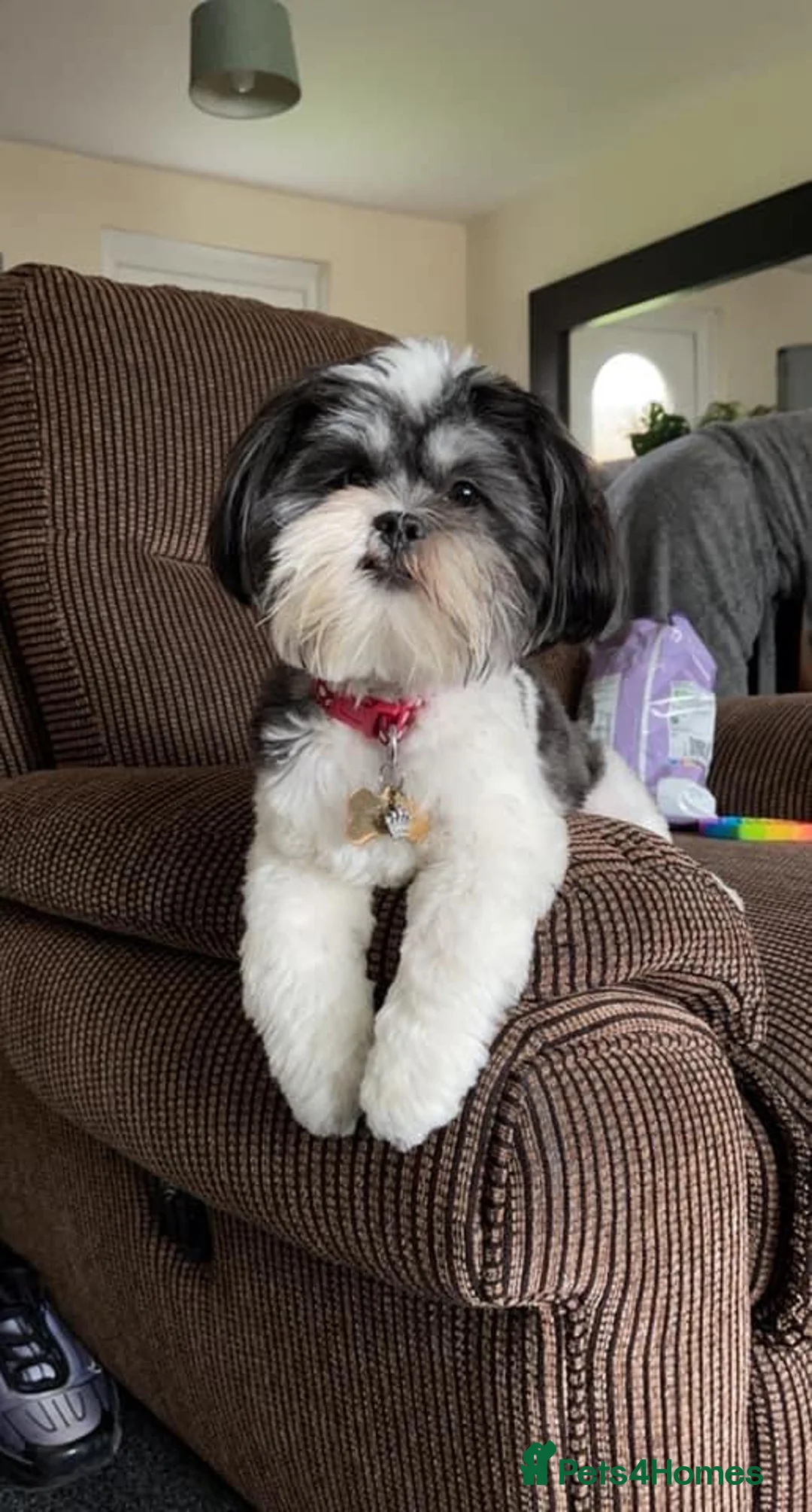 Lhasa Apso dogs for sale: Female Lhasa Apso Puppy  - Advert 16