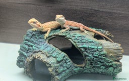 Bearded Dragon reptiles for sale: Baby Bearded Dragons ready now.  - Image 20