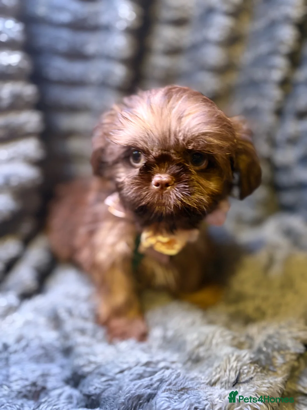 Shih Tzu dogs for sale: Kc Female Ready Now Health Tested - Advert 4