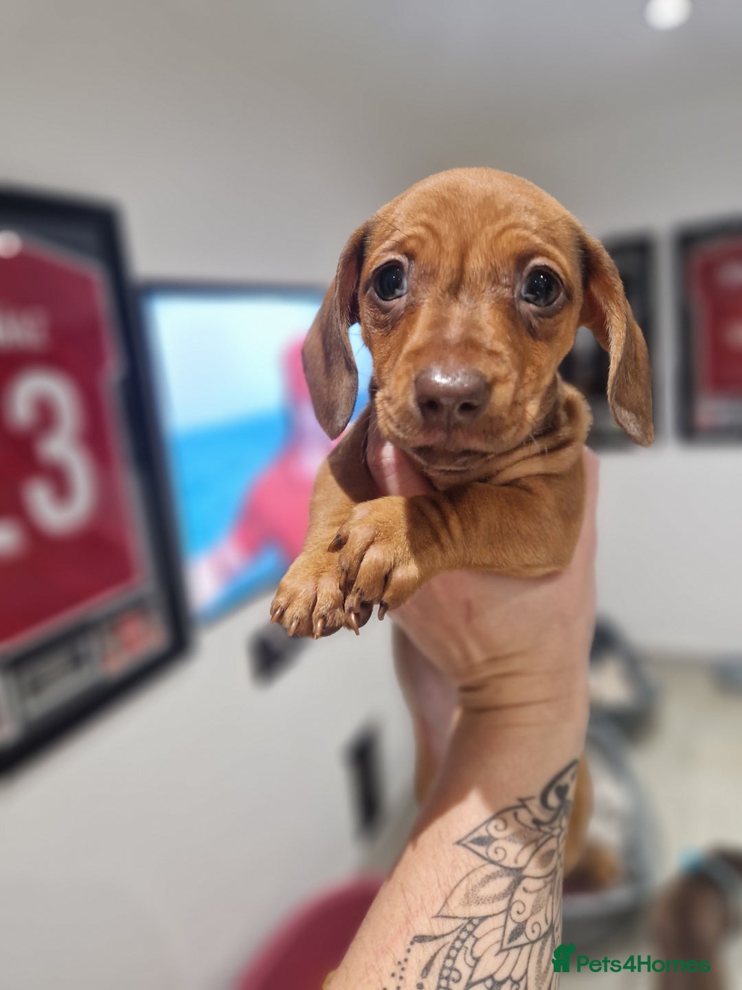 Dachshund dogs for sale: Littre of 7 Dachshund puppies ONLY 1 GIRLS LEFT !! - Advert 27