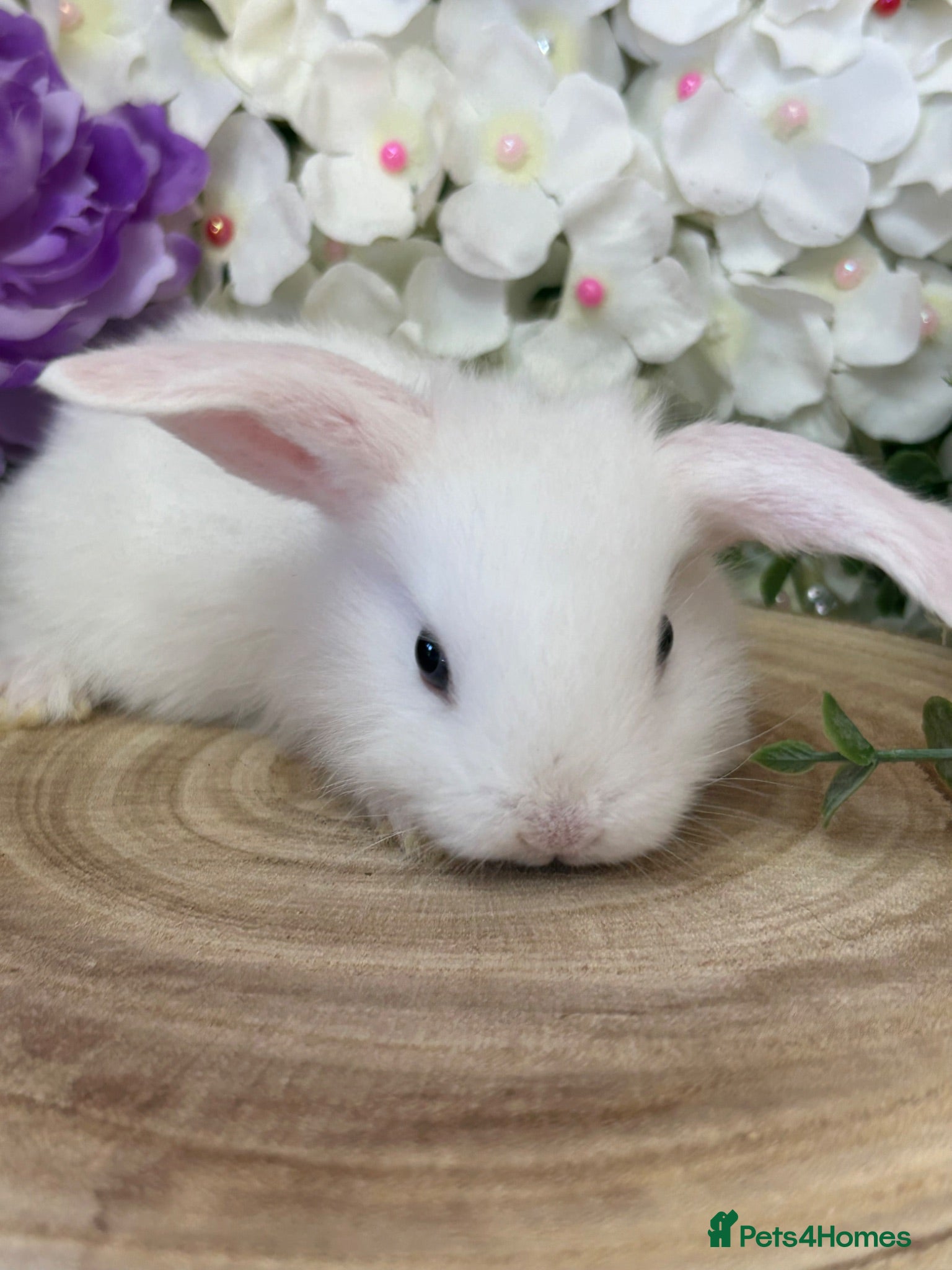 Mini Lop rabbits Mini Lop Bunnies - Advert 1