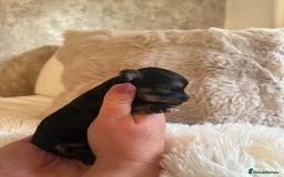 Morkie dogs for sale: Teacup Maltese/morkie babies  - Image 5