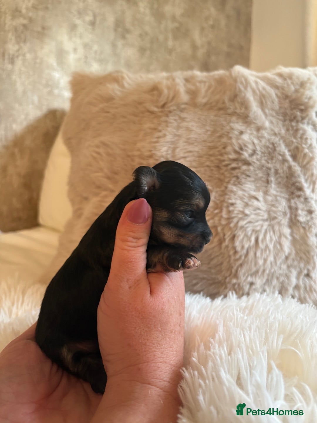 Morkie dogs for sale: Teacup Maltese/morkie babies  - Image 5