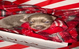 Chiweenie dogs for sale: Cheweenie - Image 35