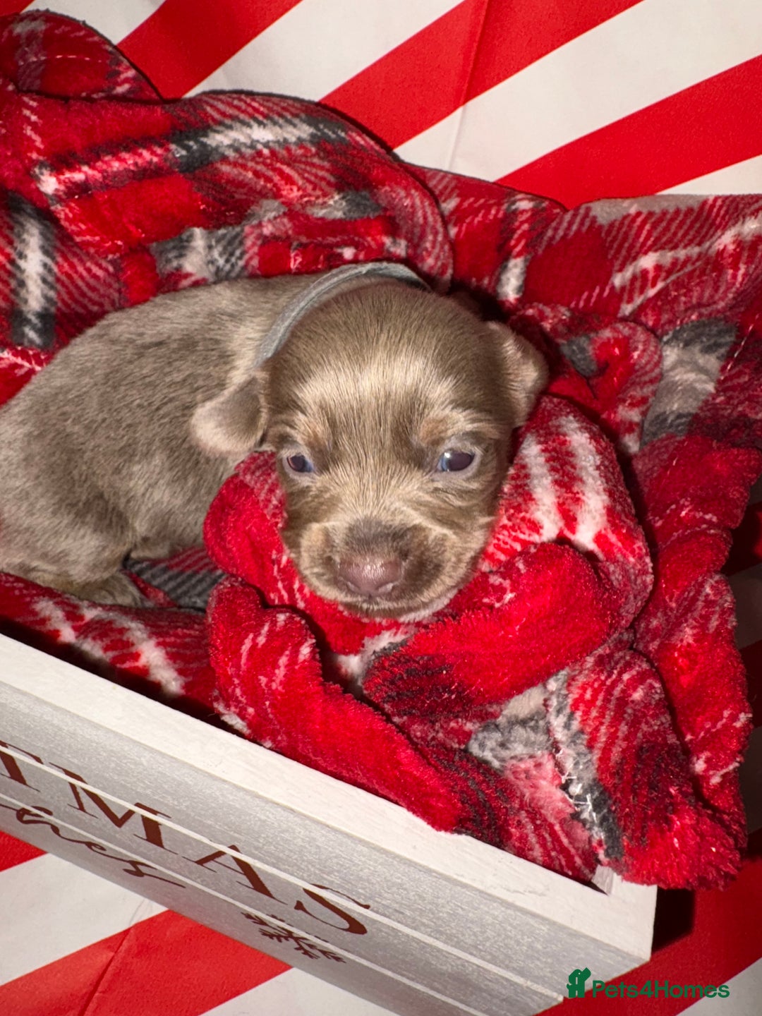 Chiweenie dogs for sale: Cheweenie - Image 35