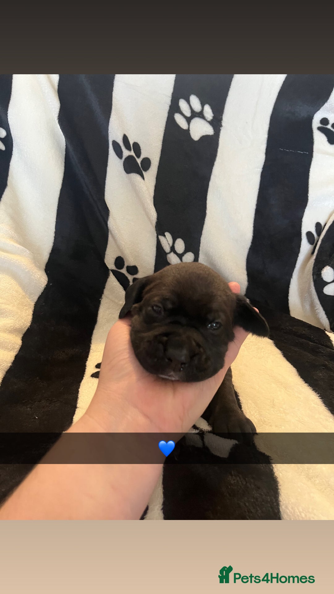 Mixed Breed dogs for sale: Boxsla (Boxer/Vizsla)  - Image 3