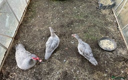 Ducks poultry for sale: Muscovy duck  - Image 4