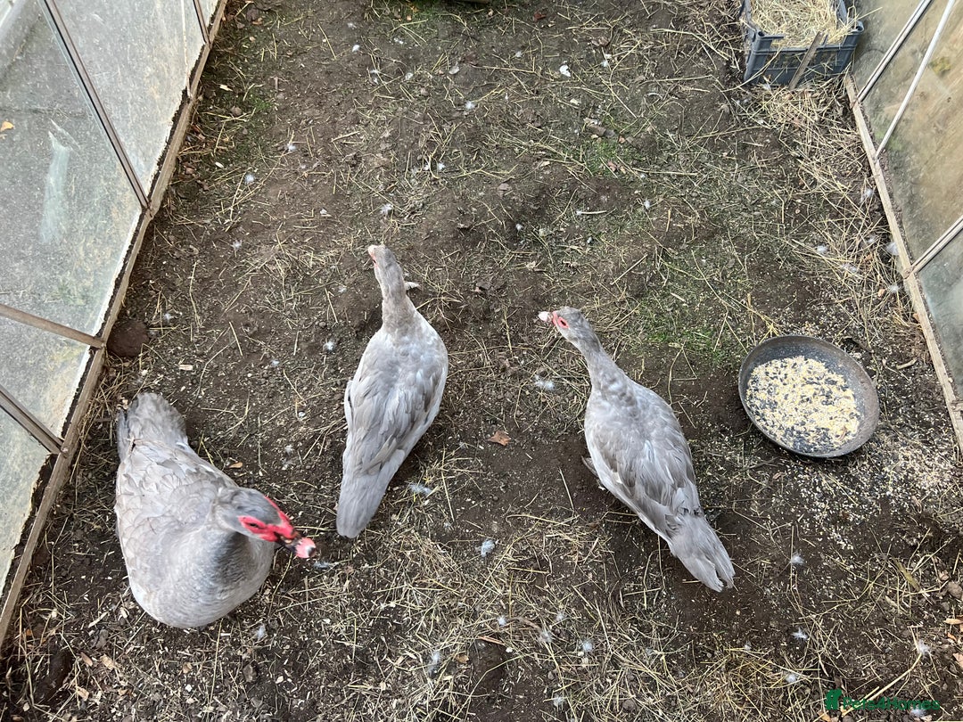 Ducks poultry for sale: Muscovy duck  - Image 4