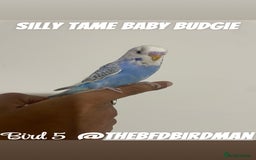 Budgerigars birds for sale: 100% SILLY TAME BABY BUDGIES - Image 6