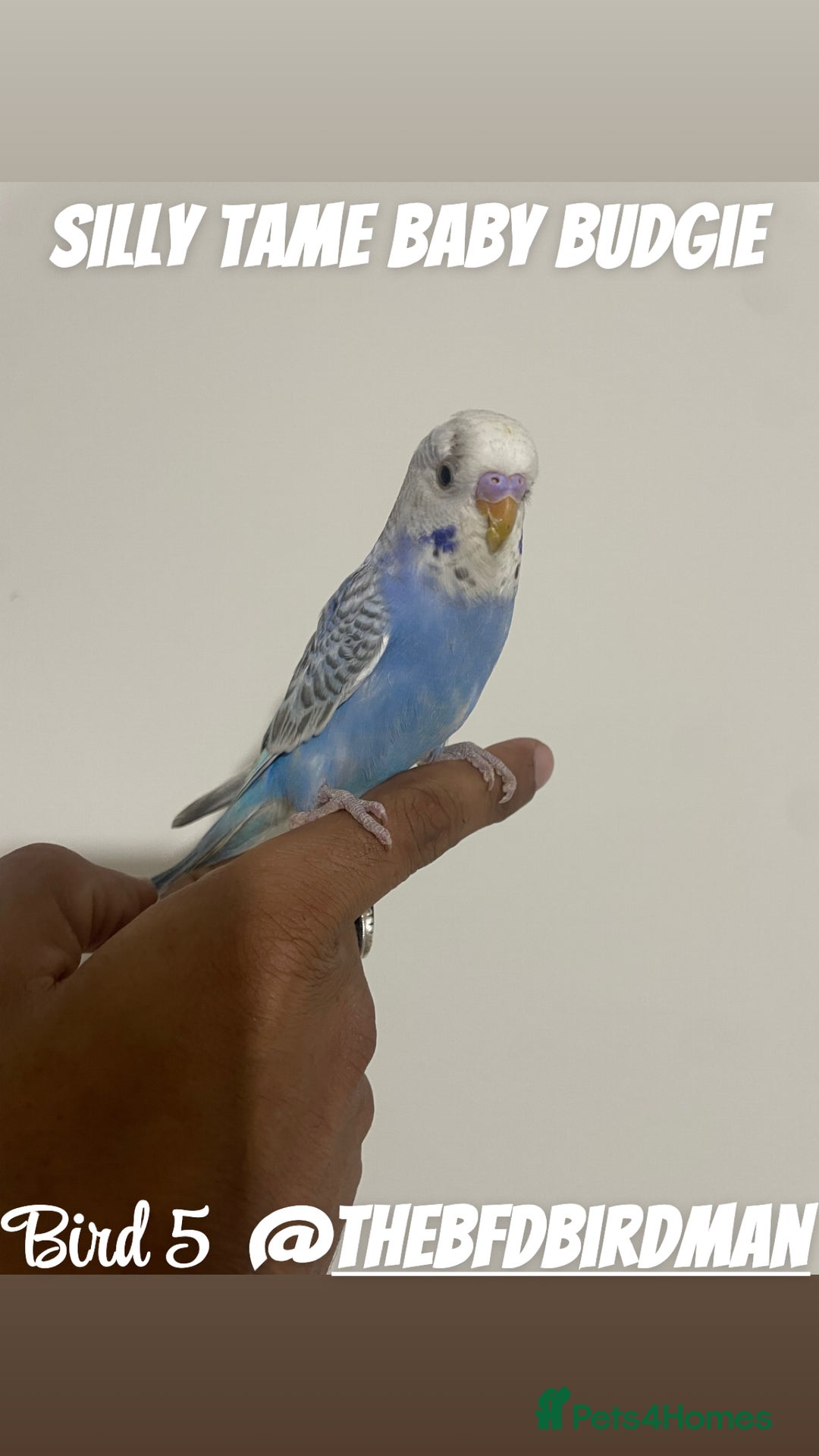 Budgerigars birds for sale: 100% SILLY TAME BABY BUDGIES - Image 6