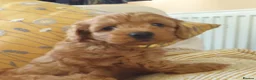 Maltipoo dogs for sale: F1bb Cotonoodle, health tested parents red apricot - Advert 9