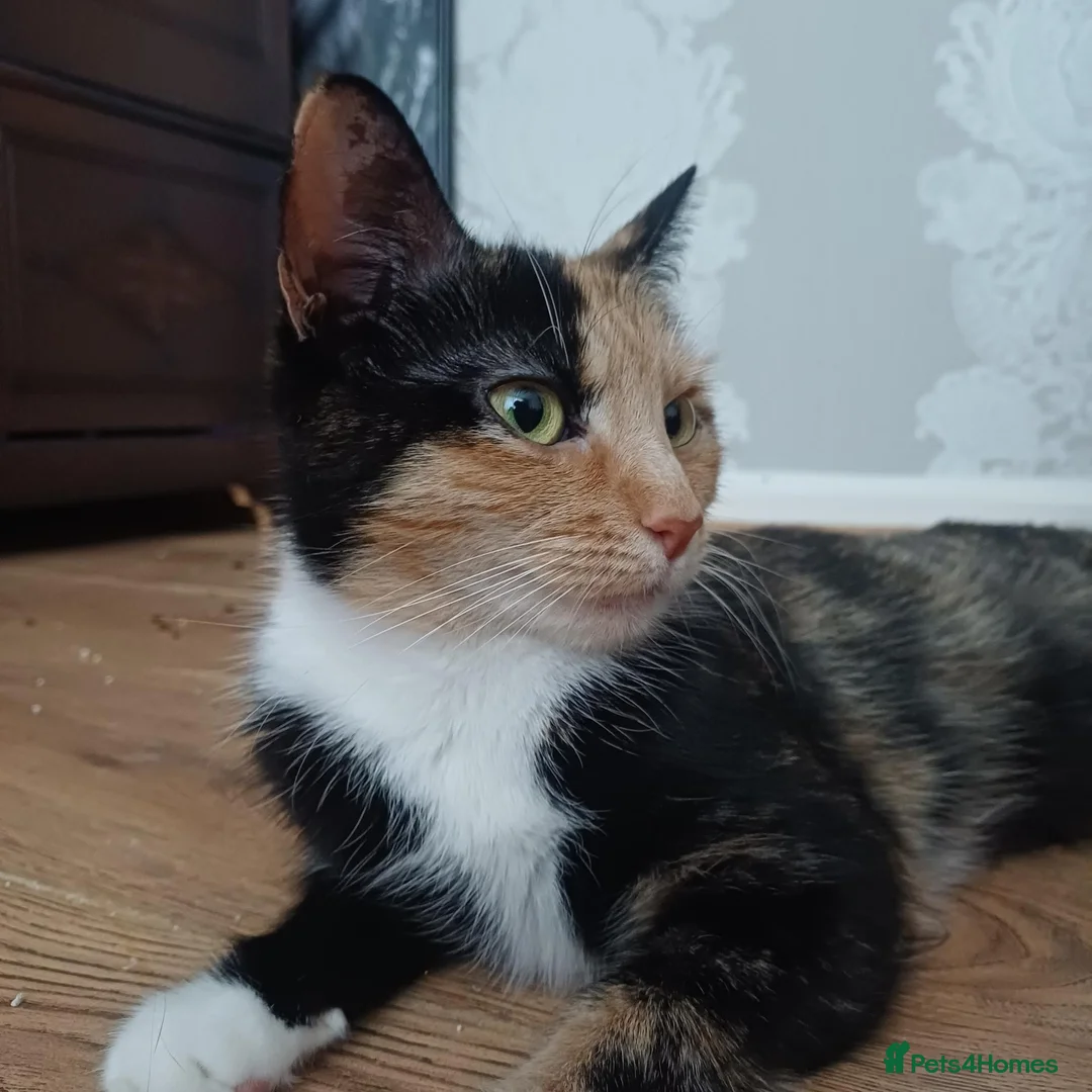 Mixed Breed cats for sale: 4 Girls and 1 boy😍😍 - Advert 2