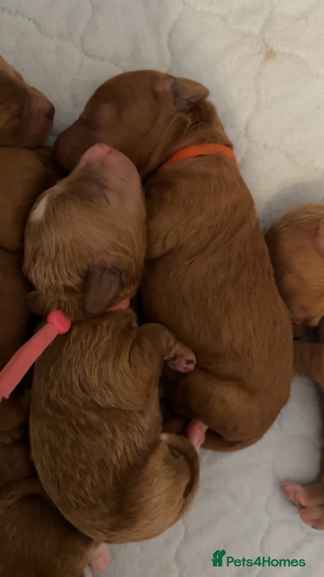 Australian Labradoodle dogs for sale: Australian Labradoodle puppies  - Advert 8