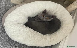 British Shorthair cats for sale: Beautiful British Shorthair Female Cat 🩵 - Image 3