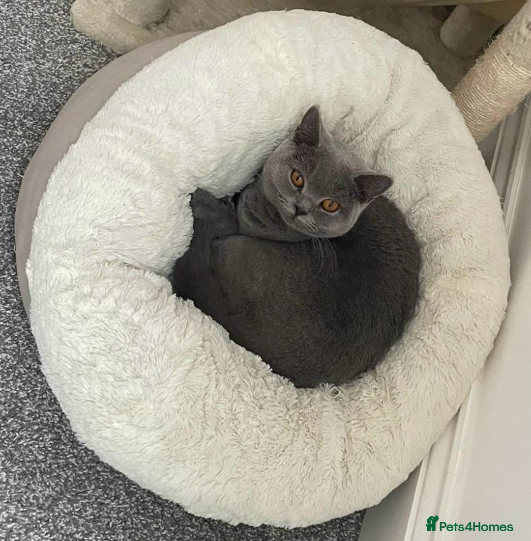 British Shorthair cats for sale: Beautiful British Shorthair Female Cat 🩵 - Image 3