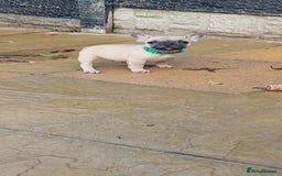 French Bulldog dogs for sale: Quality standard french bulldogs.  - Advert 11