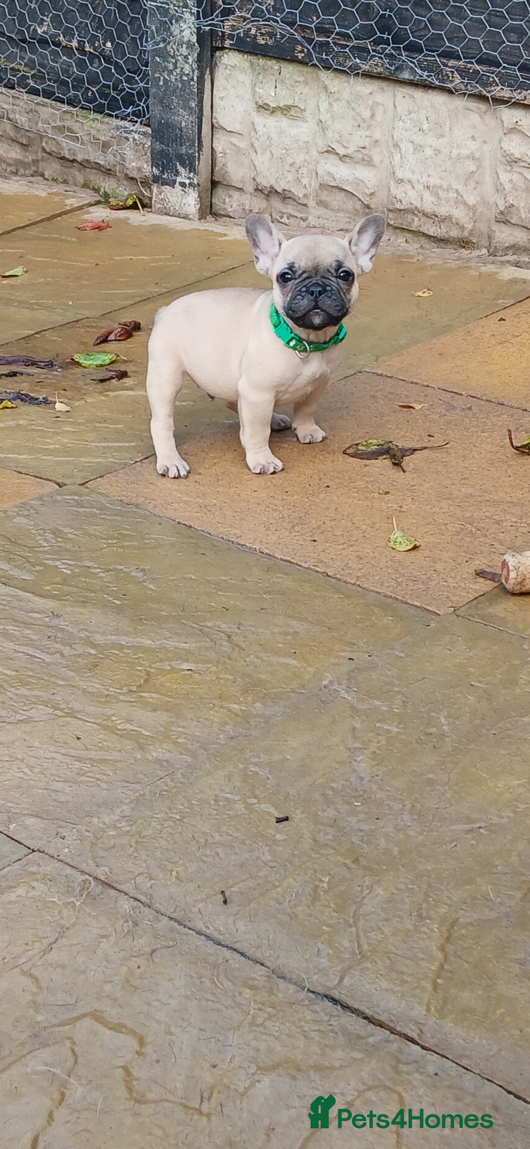 French Bulldog dogs for sale: Quality standard french bulldogs.  - Advert 11