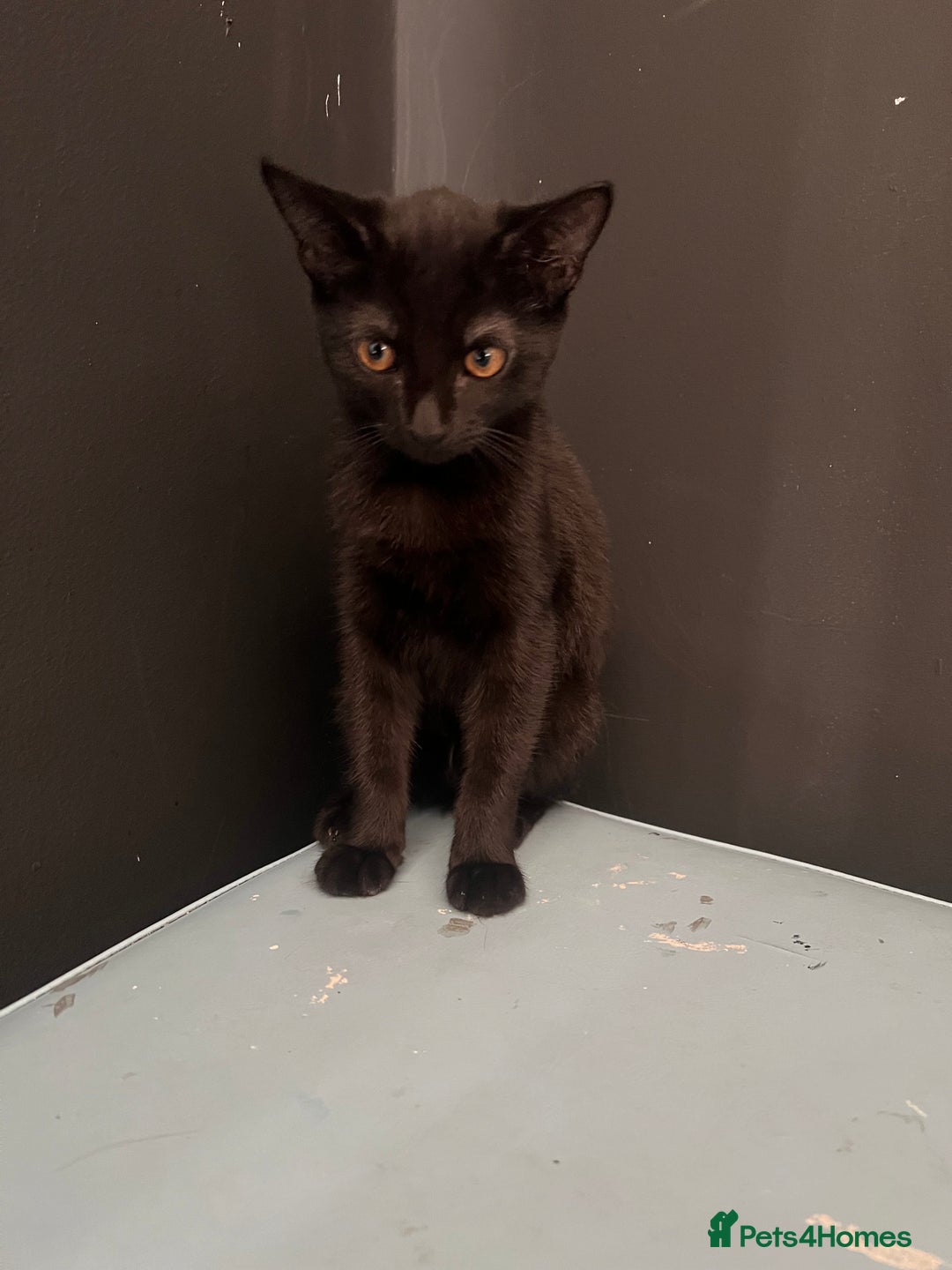 Bombay cats for sale: Bombay Girl Kittens Looking for Loving Homes  - Advert 5