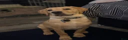 Labrador Retriever dogs for sale: Unfortunate rehoming - Advert 2