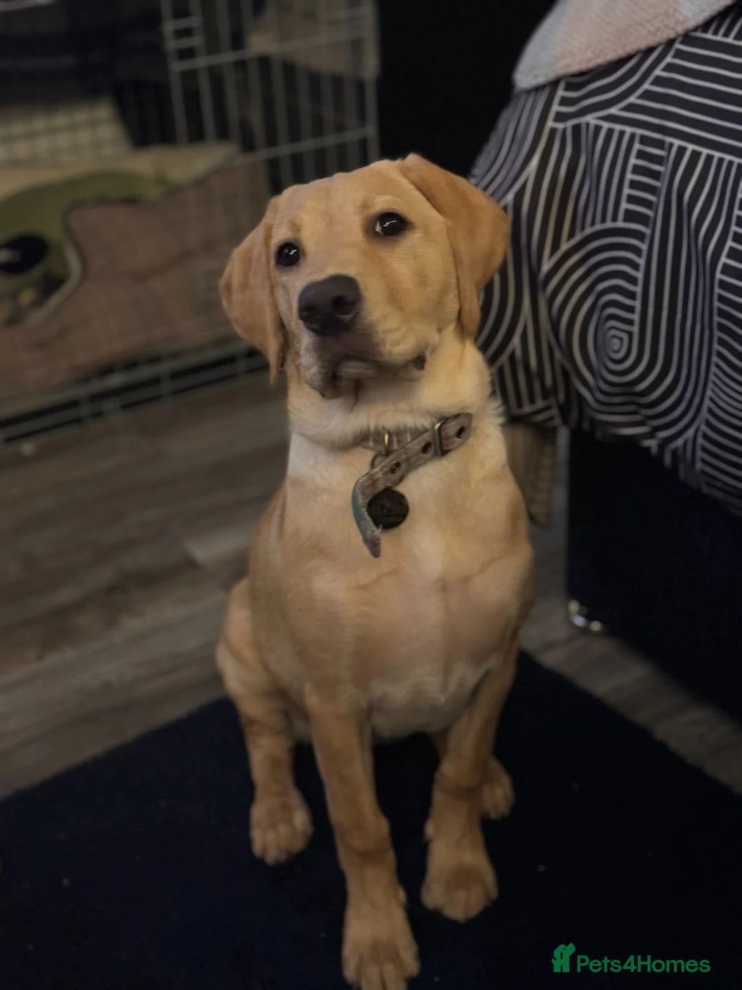 Labrador Retriever dogs for sale: Unfortunate rehoming - Advert 2