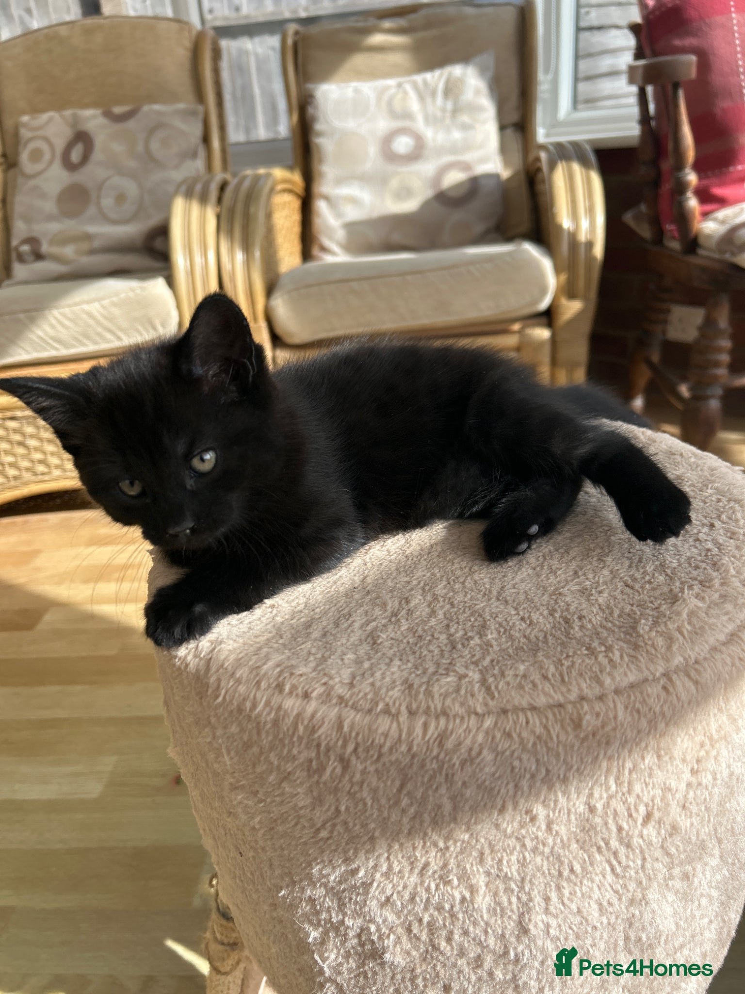 Mixed Breed cats Kittens for sale  - Advert 17