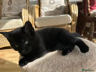 Mixed Breed cats Kittens for sale - Advert 17