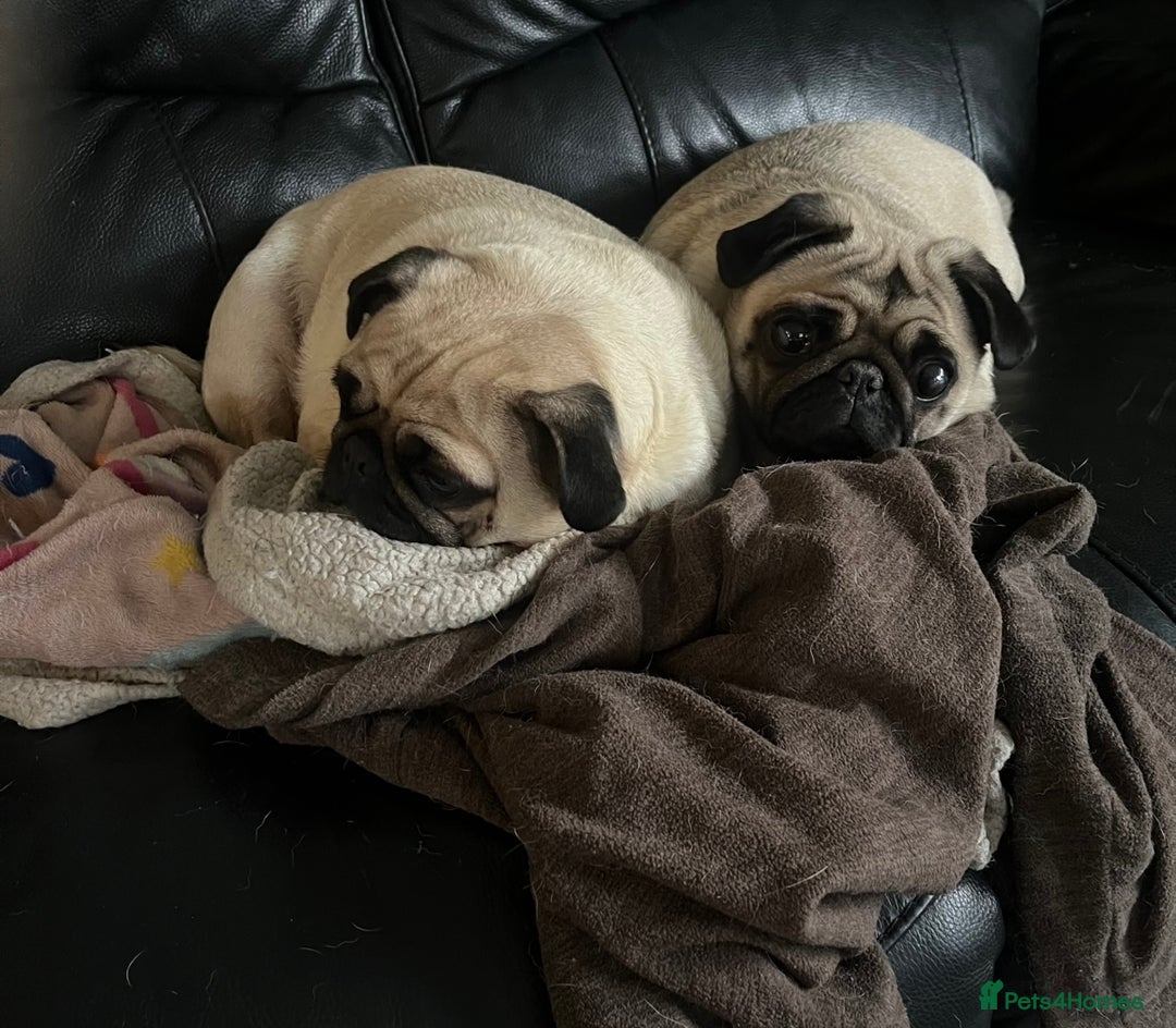 Pug dogs for sale: Gorgeous Pug Girl 3 Years old Ready Now - Advert 6