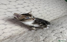 Mixed Breed cats for sale: 7 little kittens - Image 3