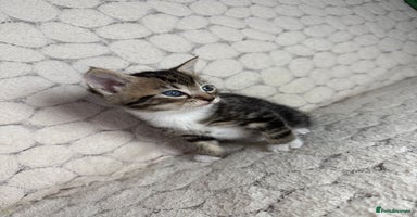 Mixed Breed cats - Advert 3