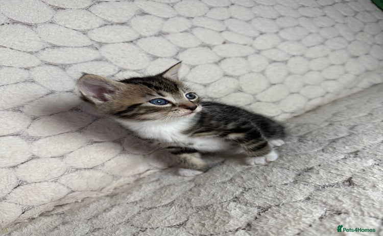 Mixed Breed cats - Advert 13