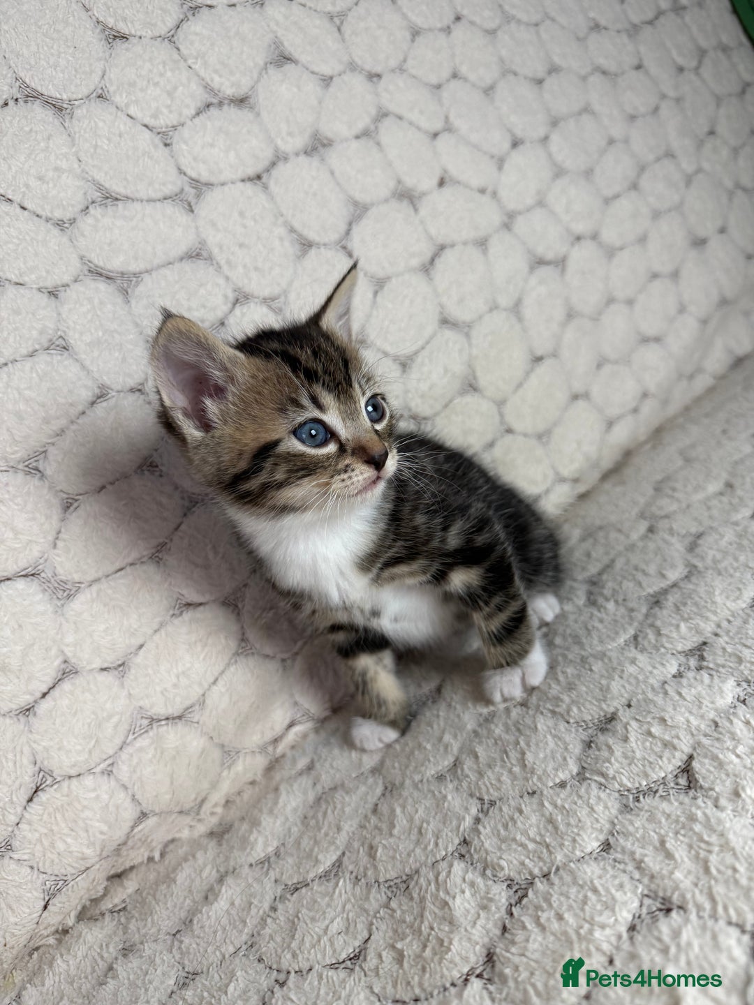 Mixed Breed cats for sale: 7 little kittens - Image 3