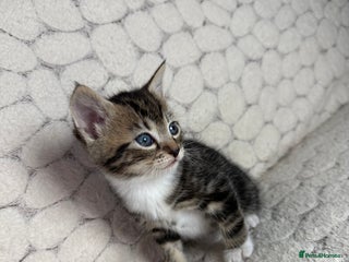 Mixed Breed cats - Advert 12