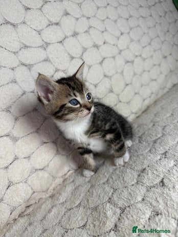 Mixed Breed cats - Advert 16