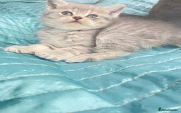 British Shorthair cats for sale: Gorgeous pure breed colour point and golden kitten - Image 8