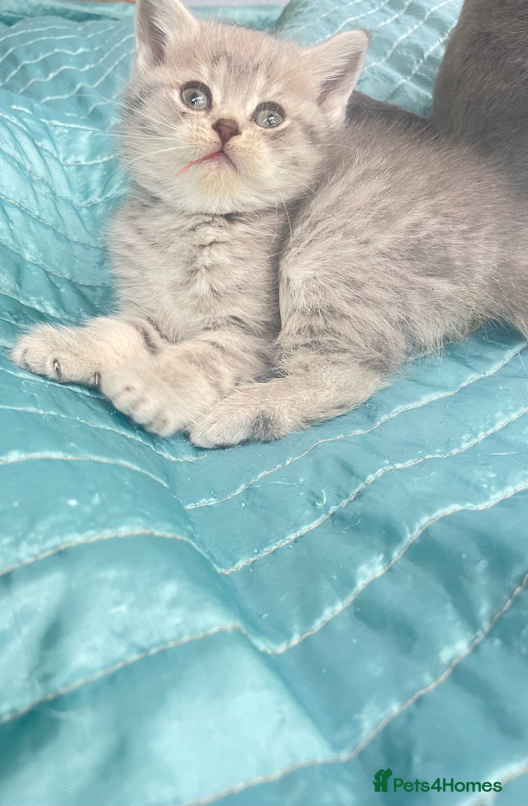 British Shorthair cats for sale: Gorgeous pure breed colour point and golden kitten - Image 8