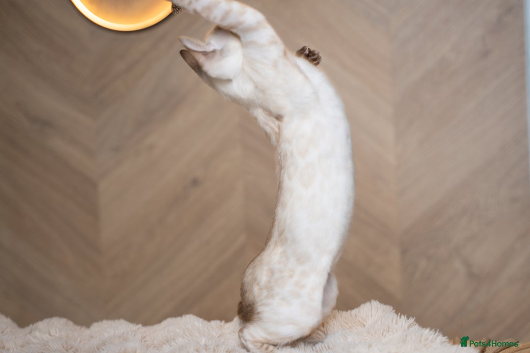 Bengal cats for sale: FRANCO- Snow Bengal Boy- Excellent traits-TICA reg - Advert 24