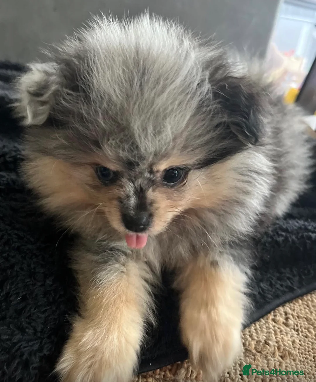 Pomeranian dogs for sale: 🐾 Adorable Teddy Pomeranian Puppies  🐾 - Advert 6