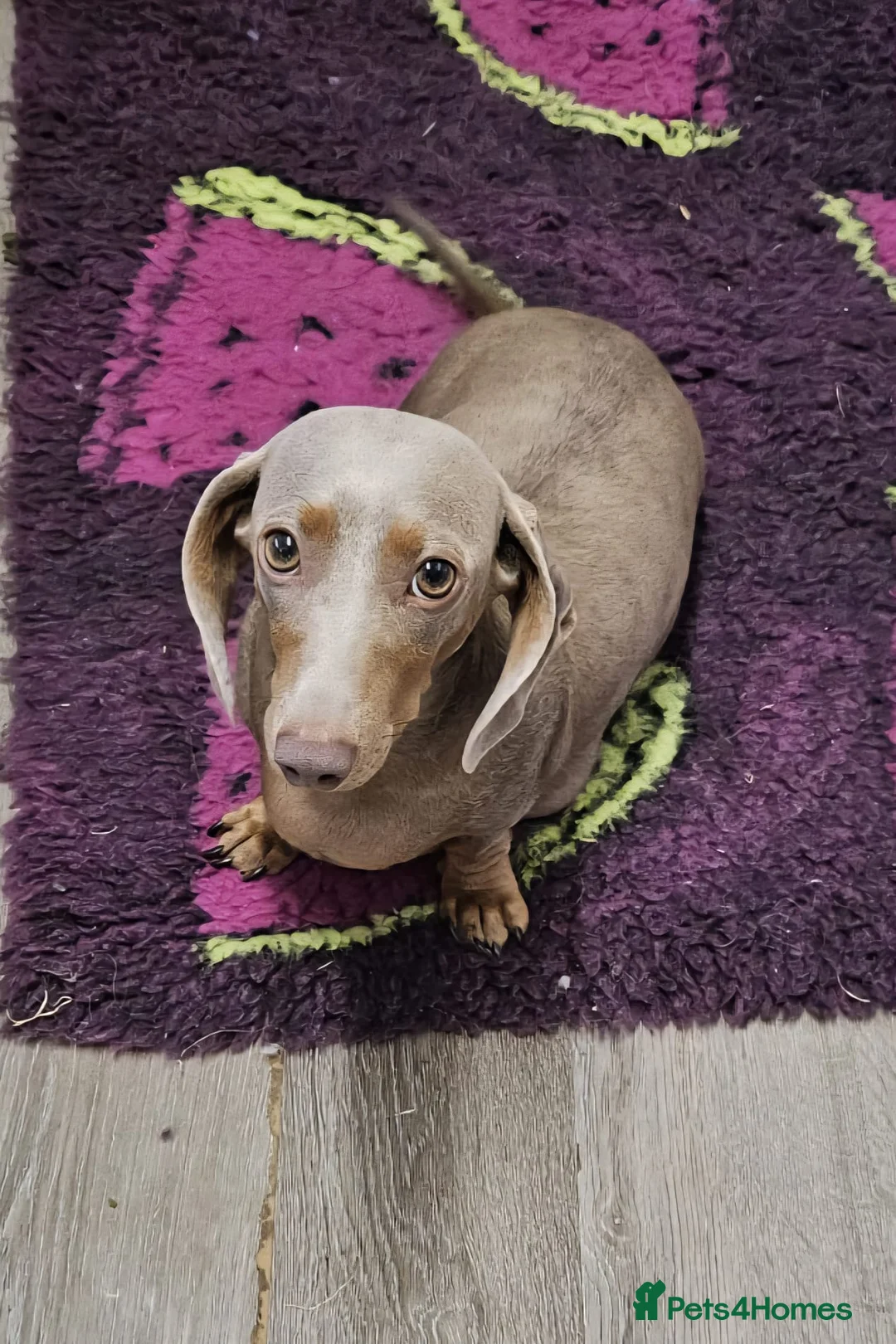 Miniature Dachshund dogs for sale: Miniature dachshund  - Advert 2
