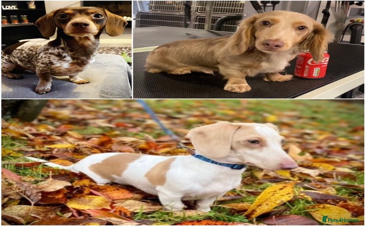 Miniature Dachshund dogs in Maesteg - Advert 2