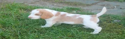 Beagle dogs for sale: READY NOW ROYAL KENNEL CLUB REG BEAGLE PUPPIES - Advert 7